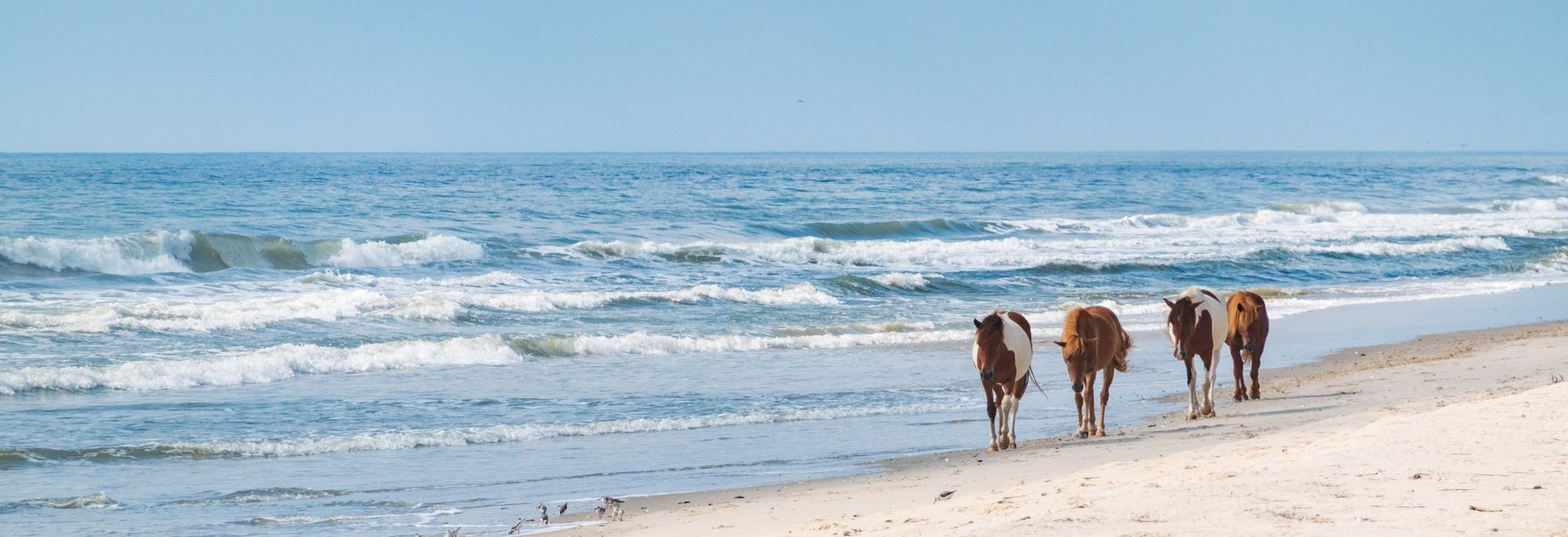 Assateague ponies walking in the surf